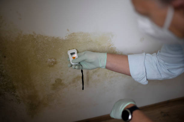 Best Biohazard Mold Removal  in Salinas, CA